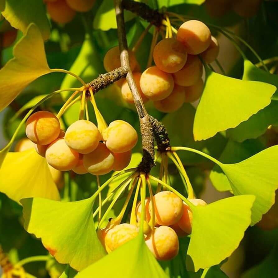 Ginkgo Seeds