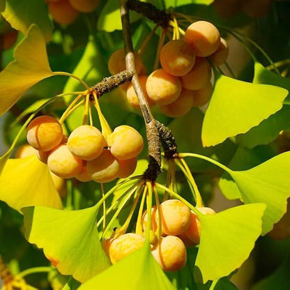 Ginkgo Seeds