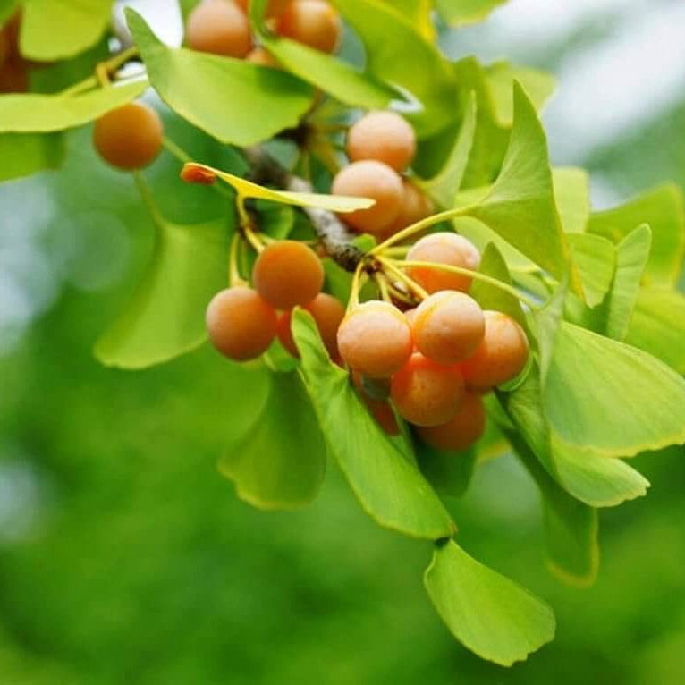 Ginkgo Seeds