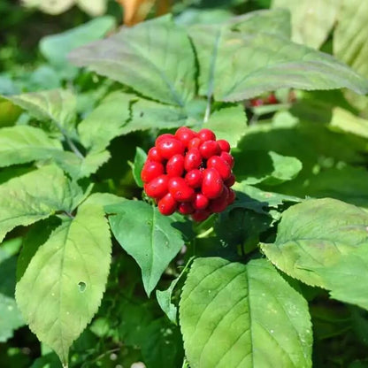 Ginseng Seeds