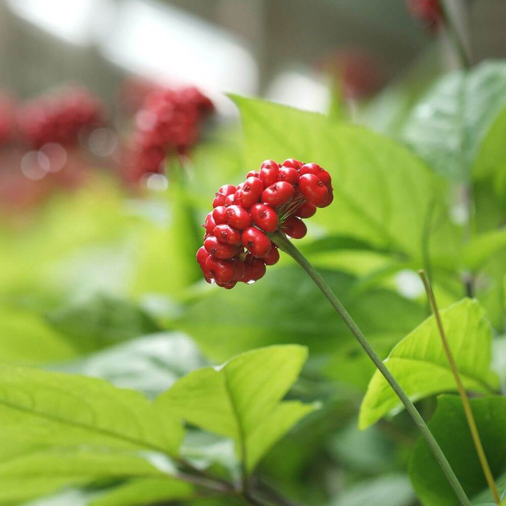 Ginseng Seeds