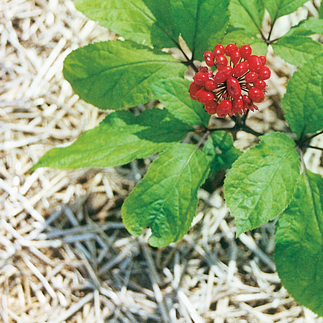 Ginseng Seeds