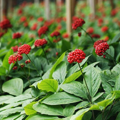 Ginseng Seeds