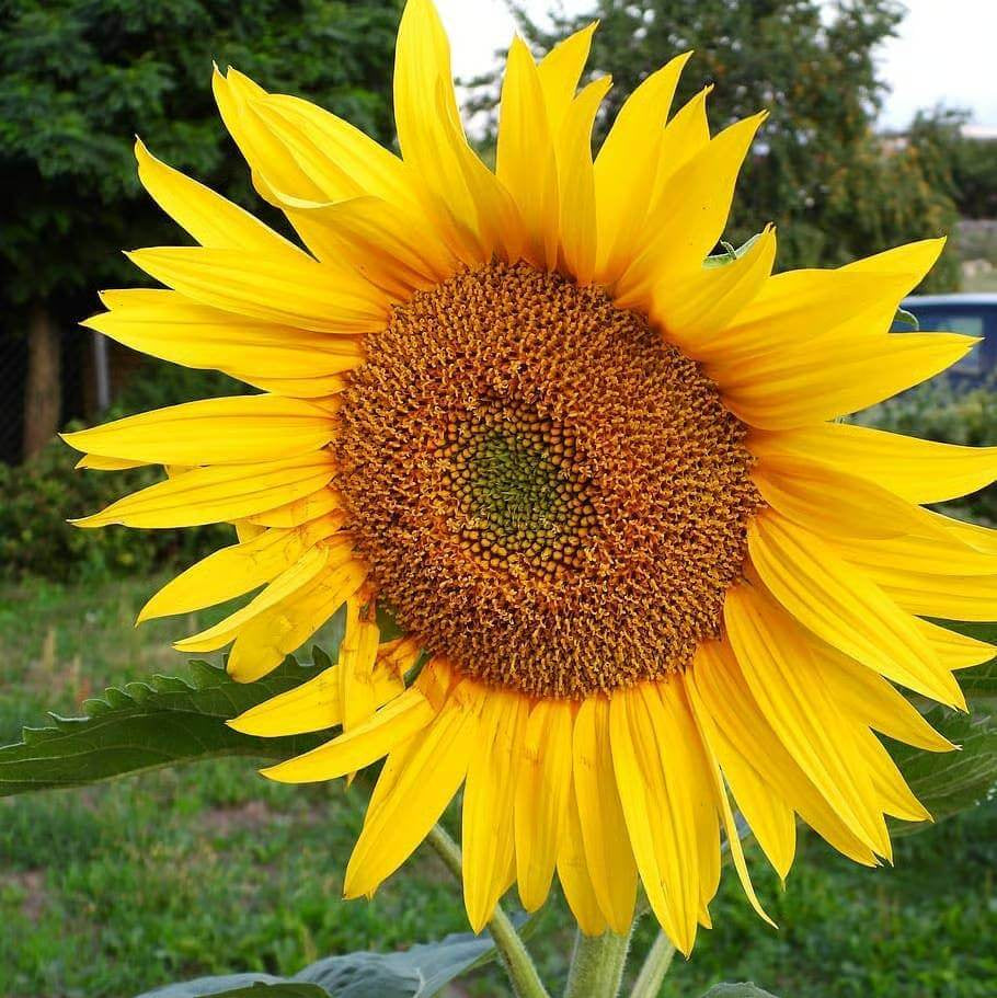 Girasol Seeds 