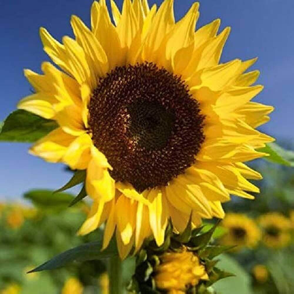 Girasol Seeds 