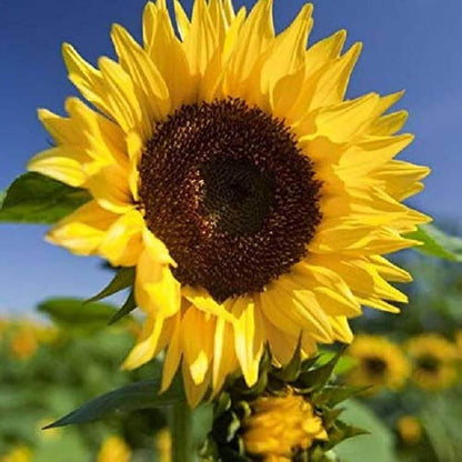 Girasol Seeds 