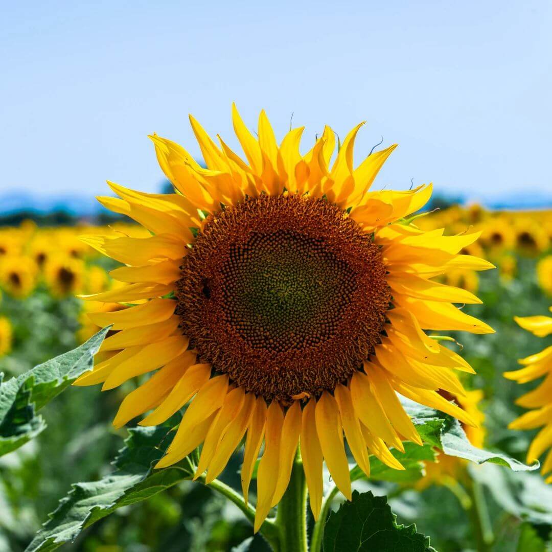 Girasol Seeds 