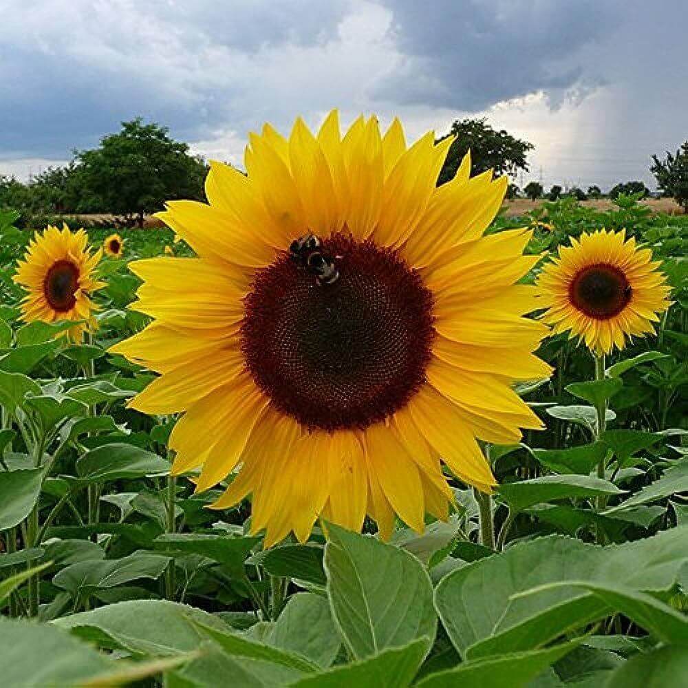 Girasol Seeds 