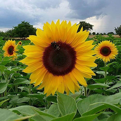 Girasol Seeds 