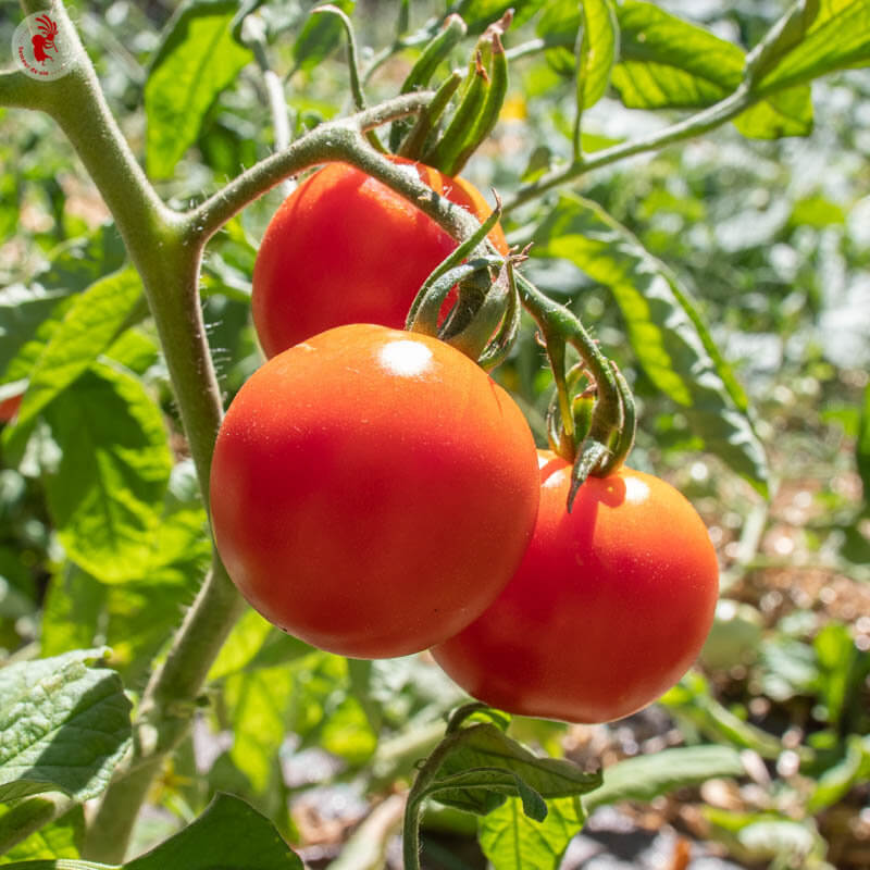 Glacier Tomato Seeds - Vegetable Plant