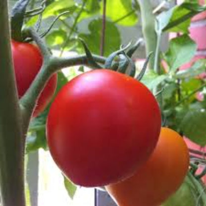 Glacier Tomato Seeds - Vegetable Plant