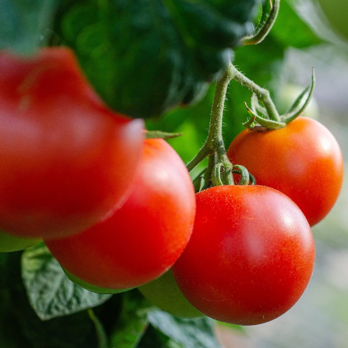 Glacier Tomato Seeds - Vegetable Plant