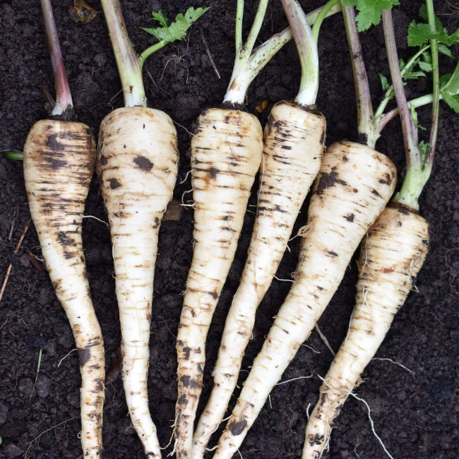 Gladiator Parsnip Seeds 