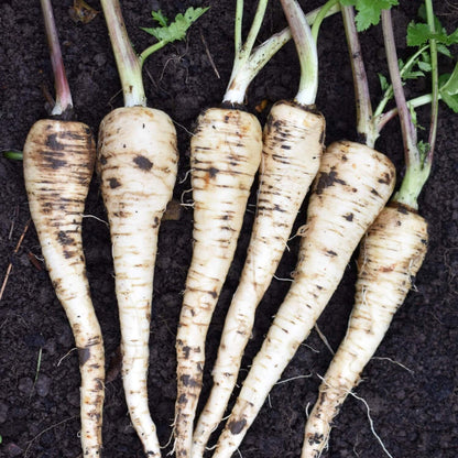 Gladiator Parsnip Seeds 