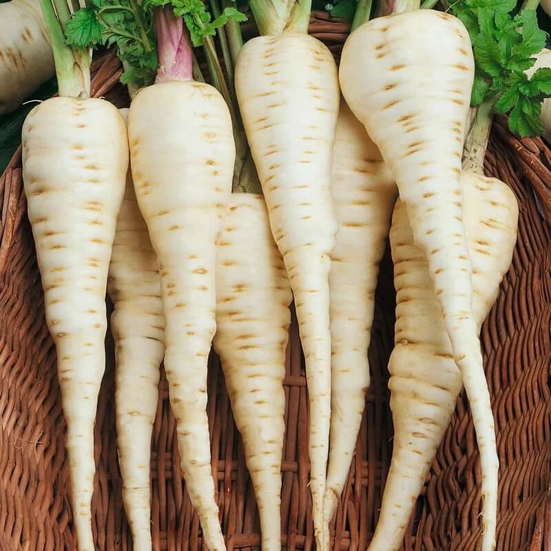 Gladiator Parsnip Seeds 