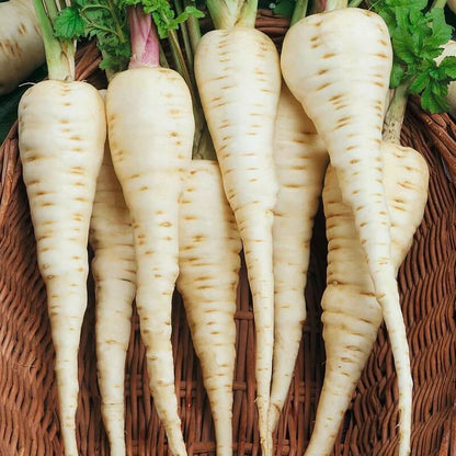 Gladiator Parsnip Seeds 