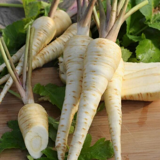 Gladiator Parsnip Seeds 