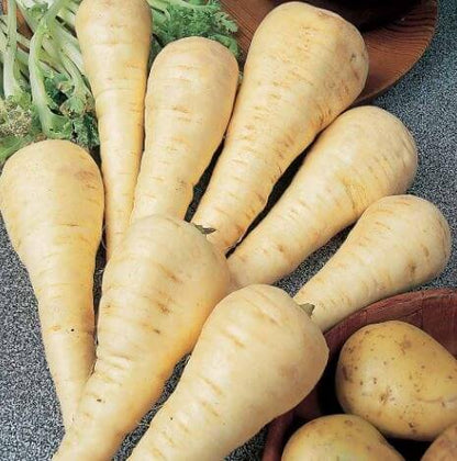 Gladiator Parsnip Seeds 