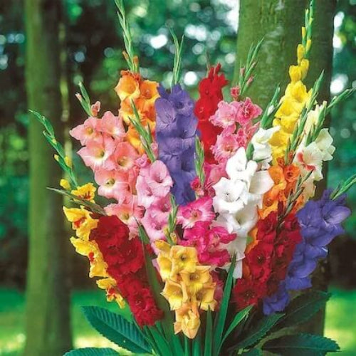 Gladiolus Seeds - Flower Plant