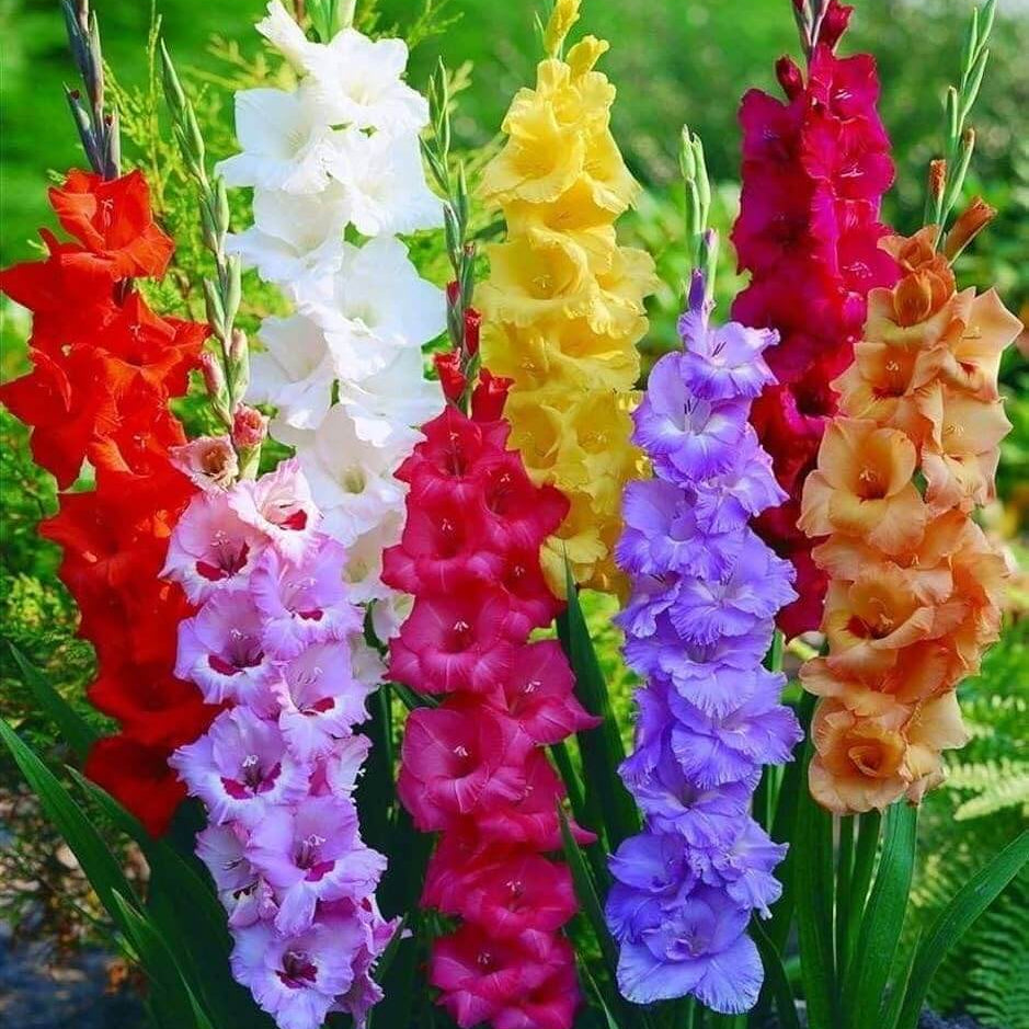 Gladiolus Seeds - Flower Plant
