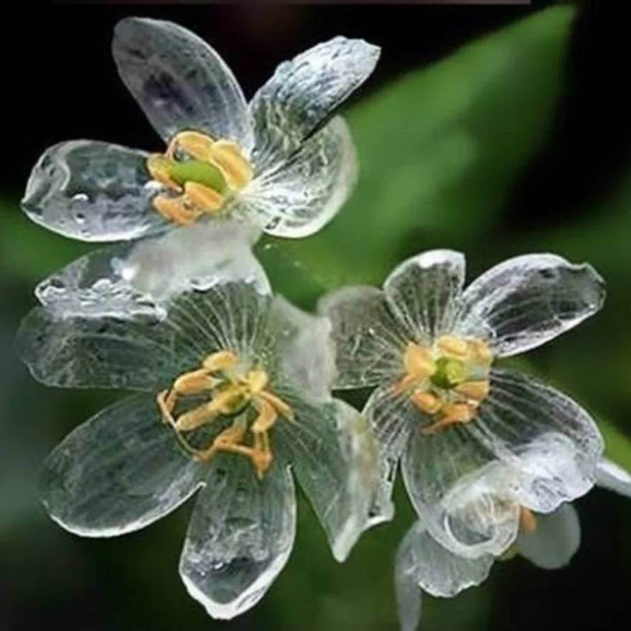 Glass Flower Seeds 
