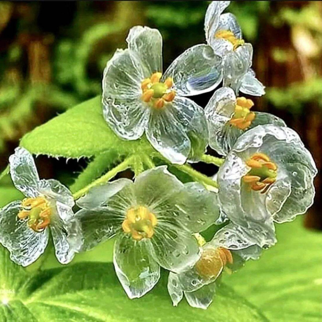 Glass Flower Seeds 