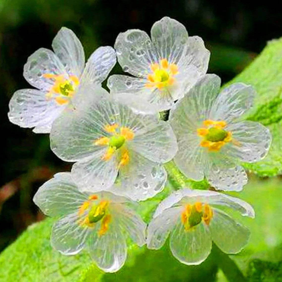 Glass Flower Seeds 