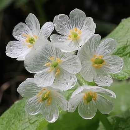 Glass Flower Seeds 