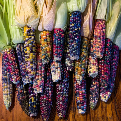 Glass Gem Corn Seeds - Heirloom Vegetable Plant for Home Gardens