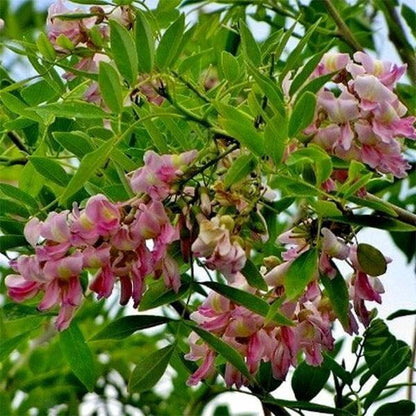 Gliricidia Sepium Seeds 