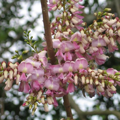 Gliricidia Sepium Seeds 