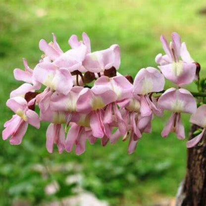 Gliricidia Sepium Seeds 