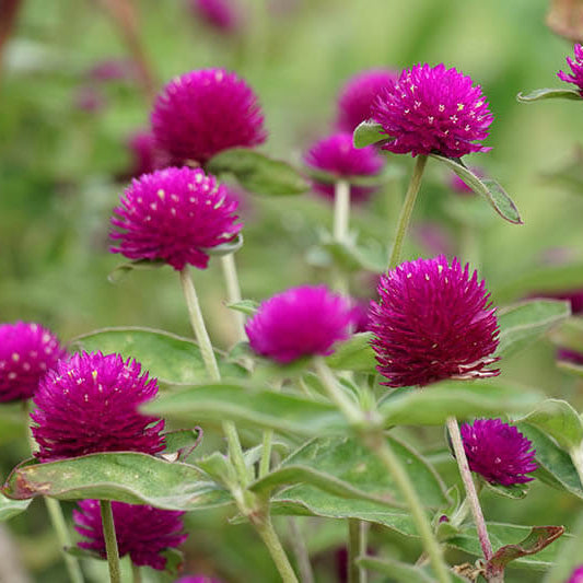 Globe Amaranth Seeds - Flower Plant