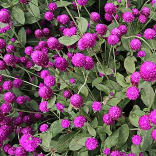 Globe Amaranth Seeds - Flower Plant