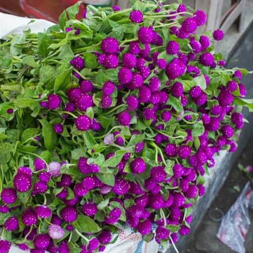 Globe Amaranth Seeds - Flower Plant