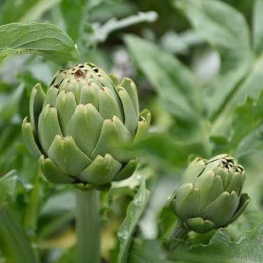 Globe Artichoke Seeds
