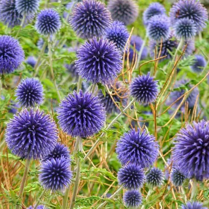 Globe Thistle Seeds
