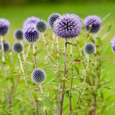 Globe Thistle Seeds
