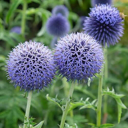 Globe Thistle Seeds