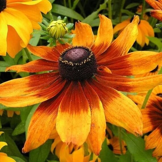 Gloriosa Daisy Seeds - Flower Plant