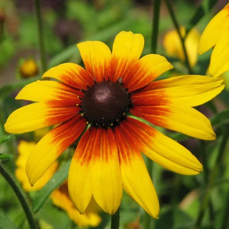 Gloriosa Daisy Seeds - Flower plant