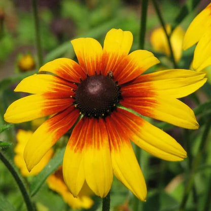 Gloriosa Daisy Seeds - Flower plant