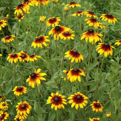 Gloriosa Daisy Seeds - Flower plant