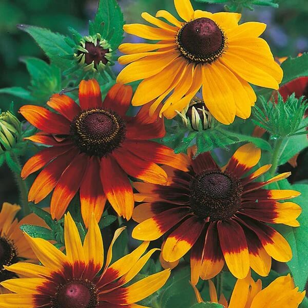 Gloriosa Daisy Seeds - Flower plant
