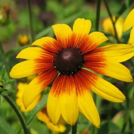 Gloriosa Daisy Seeds - Flower Plant