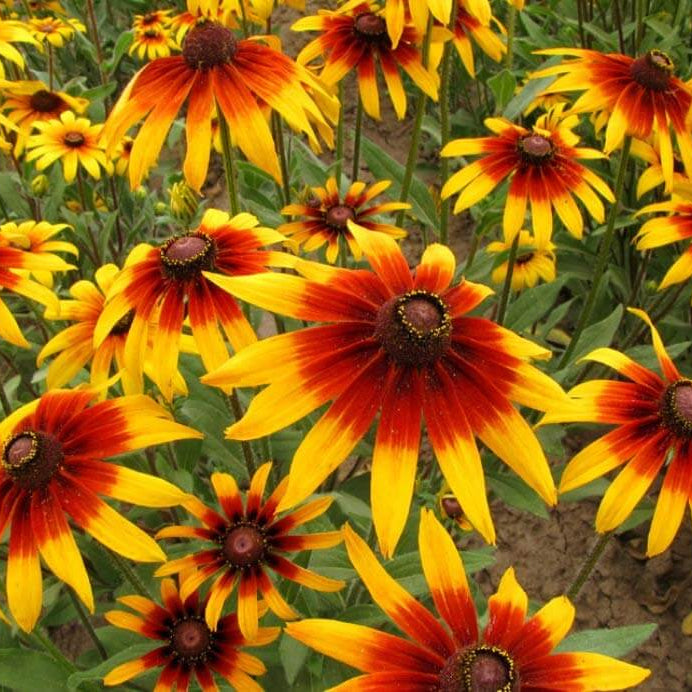 Gloriosa Daisy Seeds - Flower Plant