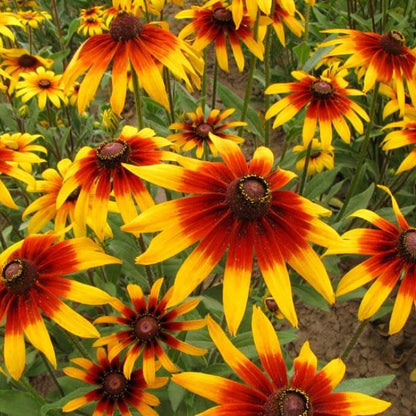 Gloriosa Daisy Seeds - Flower Plant