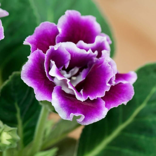Gloxinia Flower Seeds