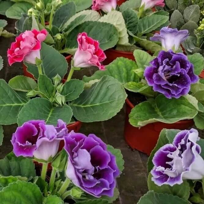 Gloxinia Flower Seeds