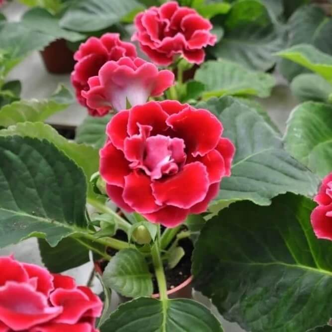 Gloxinia Flower Seeds